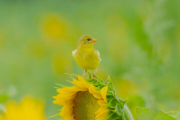 American Gold Finch On Sunflower