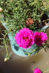 pink carnation flower classic
