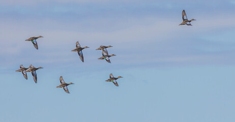 Blue-winged Teals In Flight