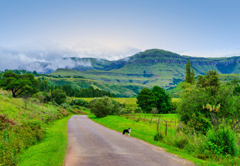 Winding road through the lush Drakensberg valley with a border collie dog standing on the roadside, KwaZulu-Natal, South Africa
