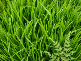 Fototapeta premium Soft green grass texture with delicate fern leaves at the edges, simple composition 