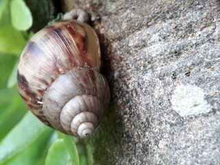 Snails or Lissachatina fulica are land snails belonging to the Achatinidae family. selective focus on tree trunks.