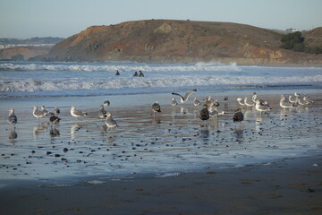 Birds congregate on the shores of the Pacific Ocean, California