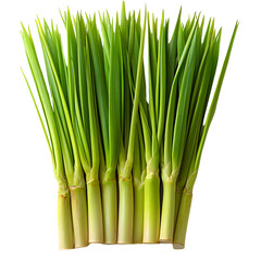 Fototapeta premium Fresh vibrant lemongrass stalks, neatly aligned, showcasing their green, elongated leaves and thick bases, symbolizing natural freshness, isolated on a transparent background
