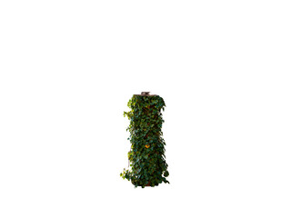 Piece of tree stem with green creeping plant leaves in the shape of standard AA cylindrical dry battery full height as a symbol of environment friendly power source conception isolated on white
