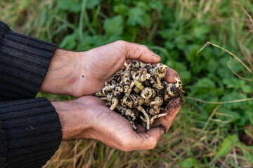 photo en ext&eacute;rieur  avec dans les mains de la personne une belle poign&eacute;e de crosnes du Japon