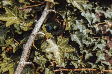 british ivy outside, natural green background