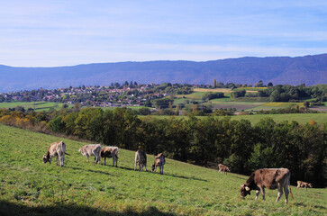 herd of cows and village in mountains, French Alps