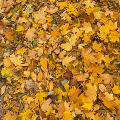 Autumn leaves background