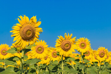 Close-up of sunflowers in agricultural field at sunrise with a clear sky.