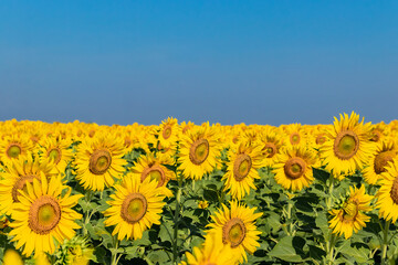 Close-up of sunflowers in agricultural field at sunrise with a clear sky.