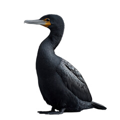 Obraz premium Bird. Cormorant on light transparent background. 