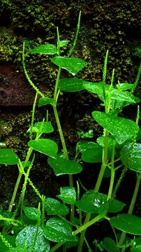 Footage of Peperomia pellucida plants wet from rain, Peperomia pellucida grows side by side with moss