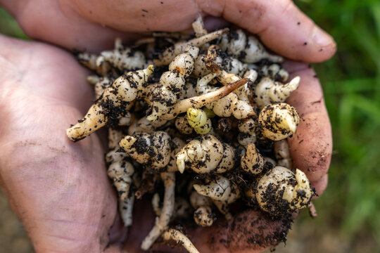 crosne du Japon, en gros plan, entre les mains, nombreux tubercules de crosnes du Japon fraichement r&eacute;colt&eacute;s, photo en ext&eacute;rieur, directement apr&egrave;s la r&eacute;colte, mains avec terre, tubercules terreux