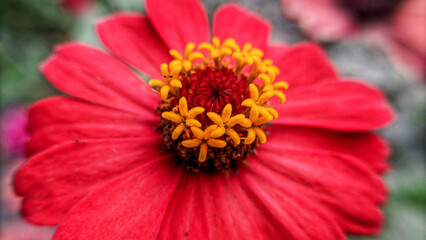 Macro and detail photos of Kembang Ratna or Zinia Anggun or Zinnia Elegans.