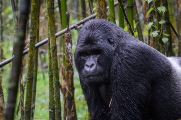 Mountain gorilla (Gorilla gorilla beringei) silverback portrait in banboo forest, Volcanoes National Park, Rwanda.