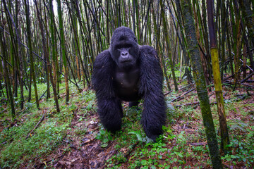 Mountain gorilla (Gorilla gorilla beringei) silverback in bamboo forest, walking to camera, Volcanoes National Park, Rwanda. © andreanita
