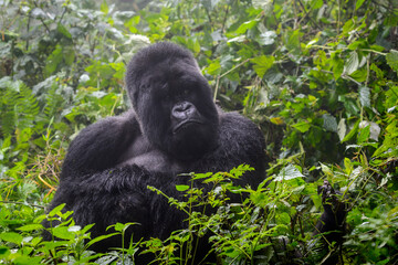 Mountain gorilla (Gorilla gorilla beringei) silverback portrait, Volcanoes National Park, Rwanda.