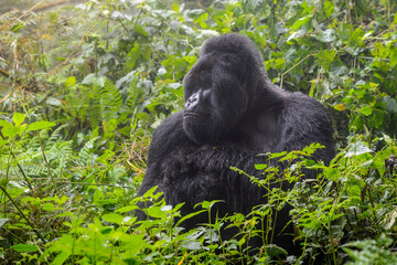 Mountain gorilla (Gorilla gorilla beringei) silverback sitting in bush, Volcanoes National Park, Rwanda.