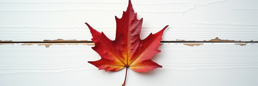 A maple leaf on a white background.