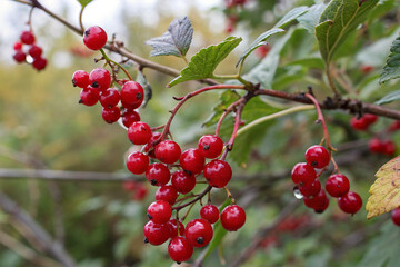 A close-up of red berries on a bush.