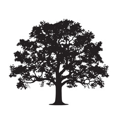 Old Oak Tree with Textured Bark Close-up