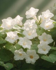 Obraz premium Morning glories blooming in sunlight nature scene close-up view delicate floral beauty