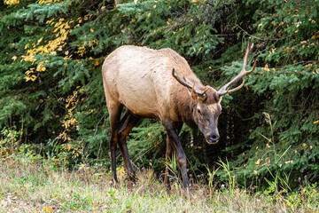 A brown deer with antlers is walking through a forest