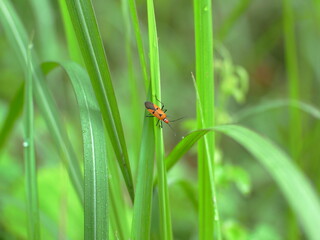 Dysdercus cingulatus insect perched on the weeds