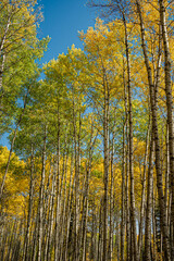A forest of trees with many leaves and some of them are yellow