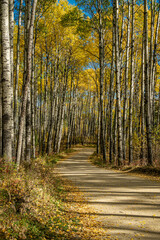 A road runs through a forest of trees with leaves that are yellow and orange