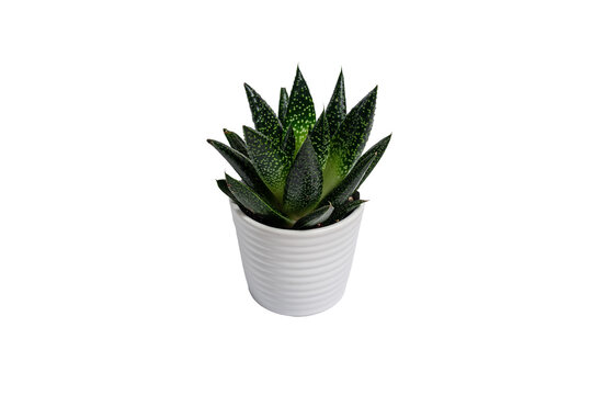 Succulent in a White Ceramic Pot Isolated on White Background