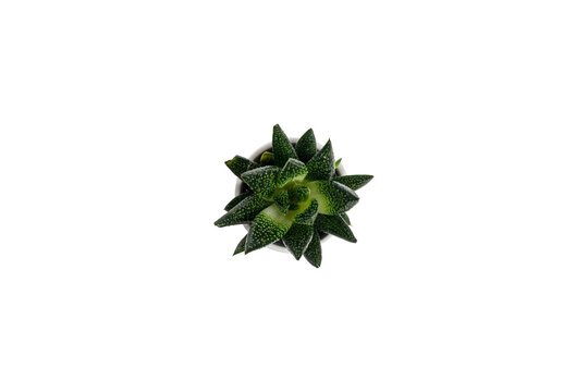 Succulent in a White Ceramic Pot Isolated on White Background