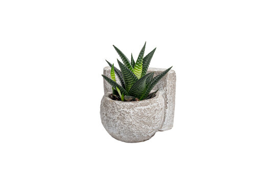 Succulent in a White Ceramic Pot Isolated on White Background