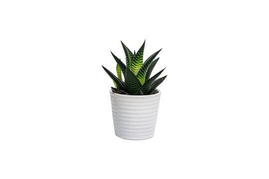 Succulent in a White Ceramic Pot Isolated on White Background
