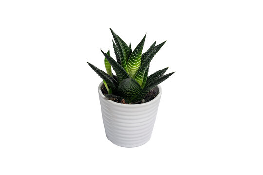 Succulent in a White Ceramic Pot Isolated on White Background