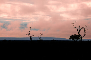 lever de soleil dans le Parc National Kruger, Afrique du Sud	