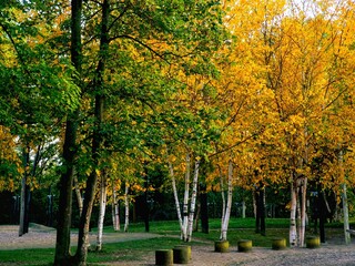 Obraz premium Gelbe herbstliche Birken in einem Park