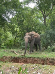 Fototapeta premium elephant in the jungle