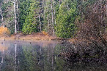 Scenic Sunrise at Elk Lake in Victoria, Vancouver Island, BC, Canada