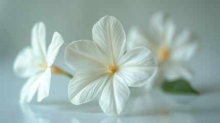 Fototapeta premium Three delicate white flowers with visible texture and subtle yellow centers, artfully arranged on a reflective surface against a soft, light background.