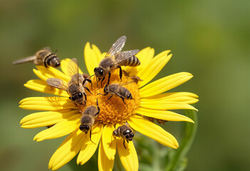 honeybees collect nectar from bright yellow flower petals.
