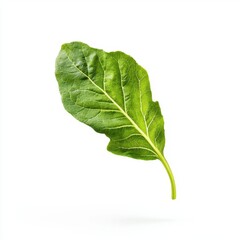 Single Green Leaf with Detailed Veins Isolated on White Background Showcasing Freshness and Natural Simplicity