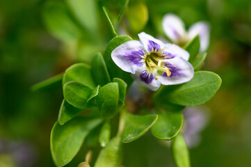 Vibrant purple and white flower blooms against lush green foliage in a quiet garden setting