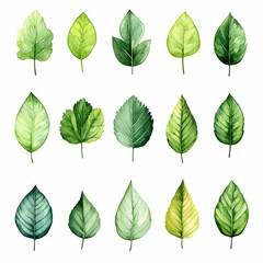 Fototapeta premium Watercolor Green Leaf Illustration Set