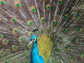 Fototapeta premium peacock with feathers out