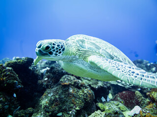 Fototapeta premium Underwater life