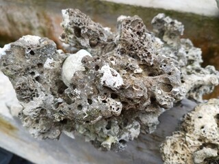 Close-up view of a light gray rock with a unique, porous texture.