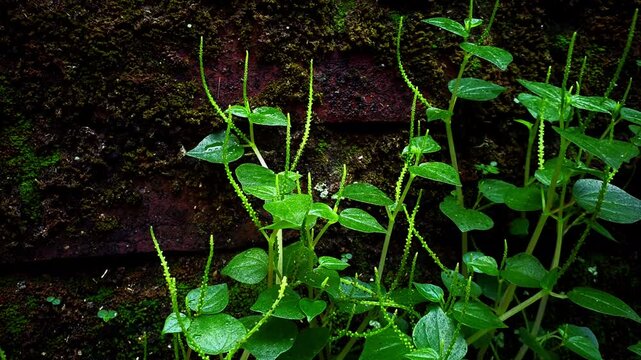 Footage of Peperomia pellucida plants wet from rain, Peperomia pellucida grows side by side with moss