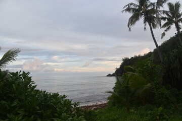 A lush green tropical paradise island with palm trees and white sandy beaches on Fiji in the Pacific Ocean